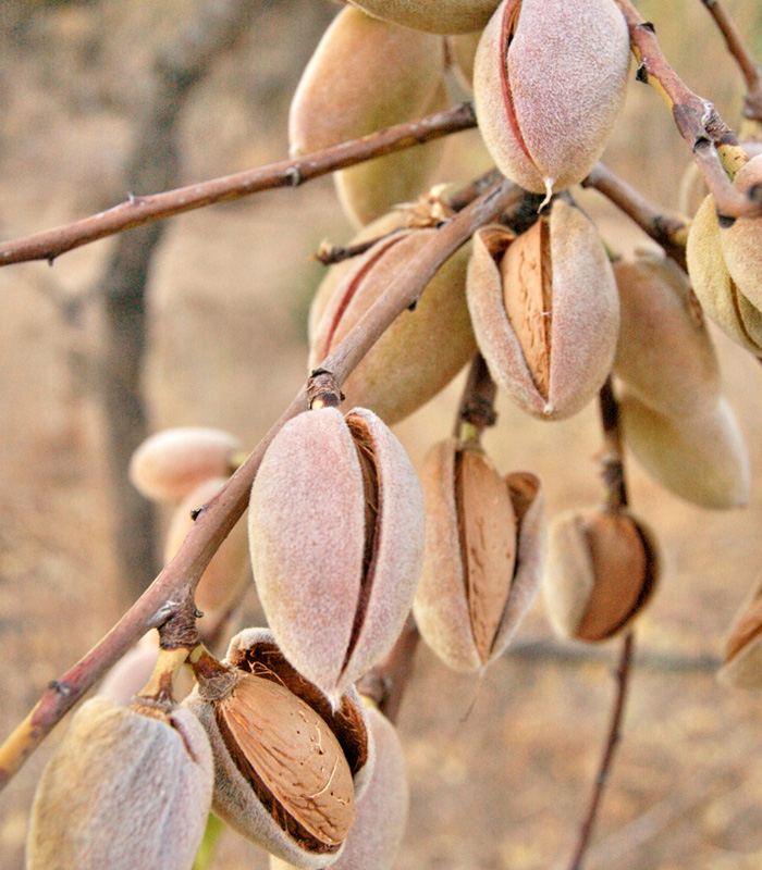 Kashmiri Mamra Almond Kernels