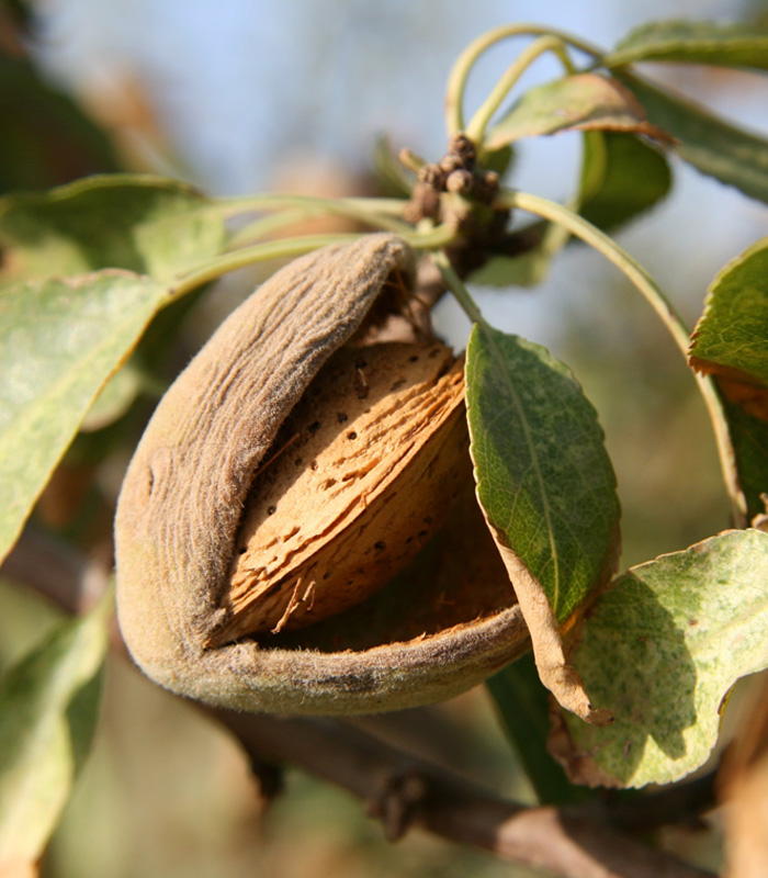 Kashmiri Mamra Almond Kernels