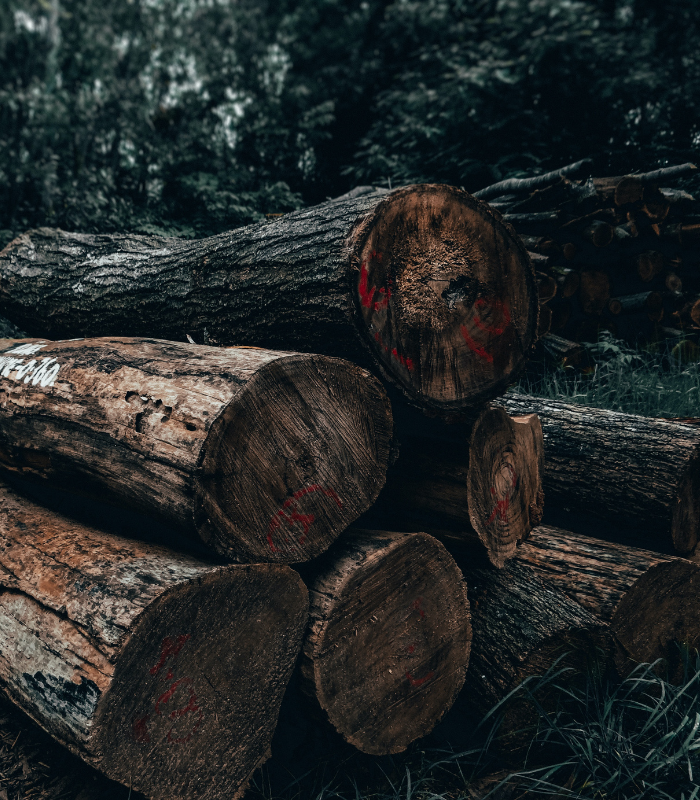 Deodar Wood