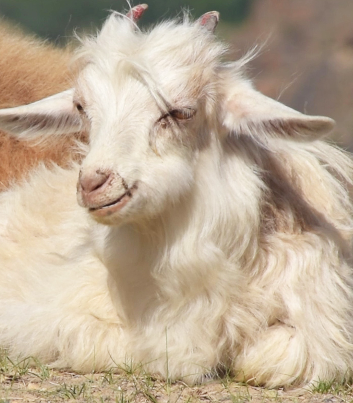 goat with fur