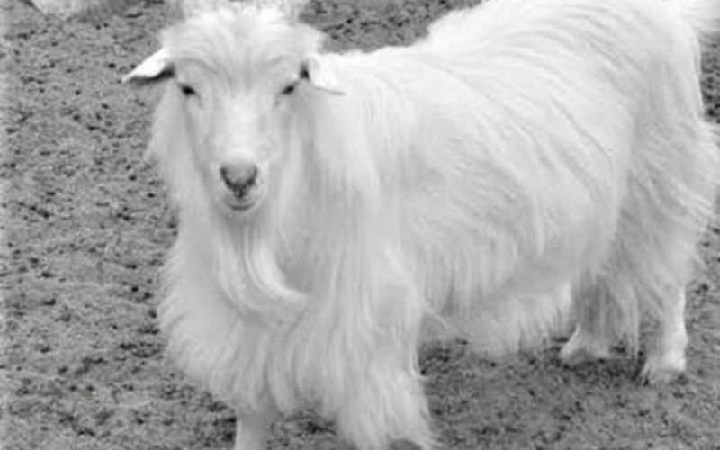 Changhthanghi Goats