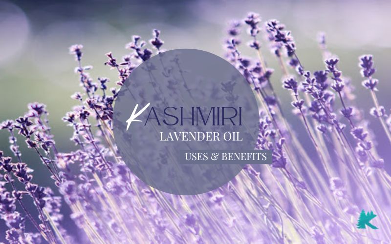 Kashmiri Lavender Oil: Uses And Benefits