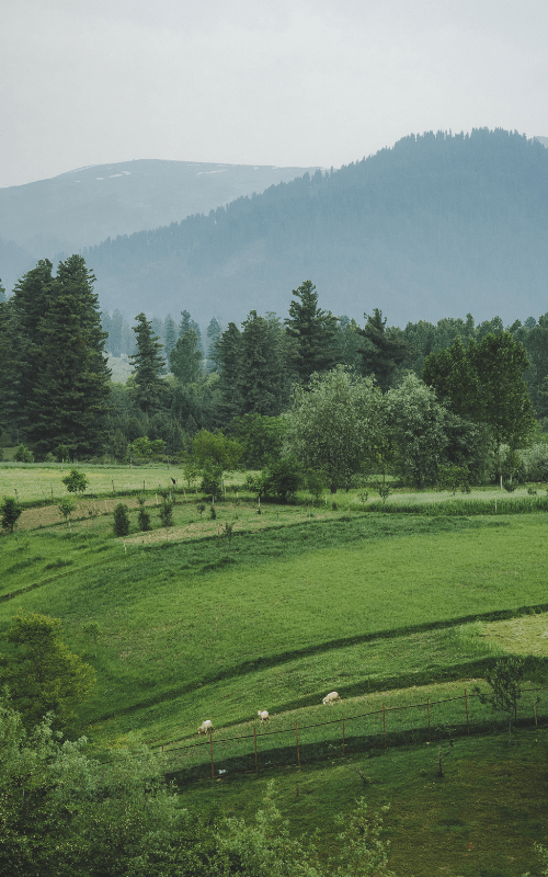 A serene green field with majestic mountains in the backdrop