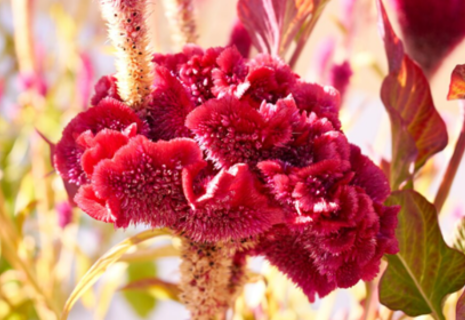Close-up of dried Mawal cockscomb flowers used in Kashmiri cuisine