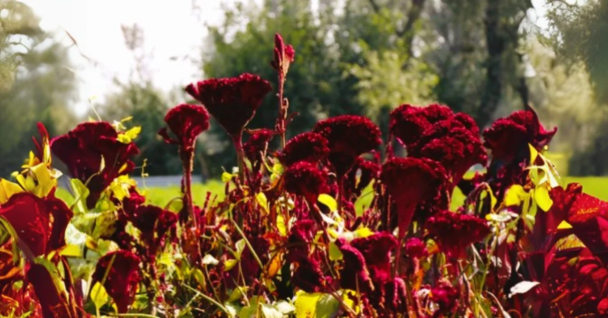 Mawal – dried Kashmiri cockscomb flower used as a natural spice and food colouring